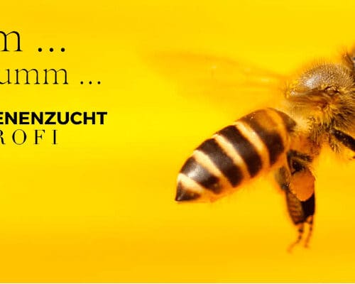 Bienenzucht-Profi