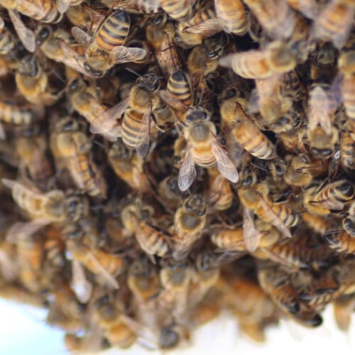 Wahl des passenden Bienenvolkes - Foto: AdobeStock/Peter