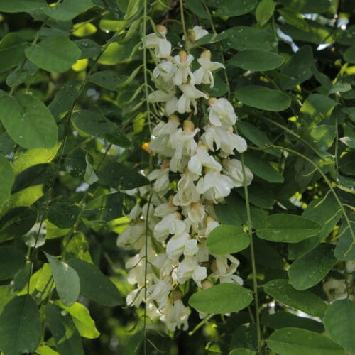 Robinie (Robinia Pseudoacacia) Foto-Sabine-Rübensaat