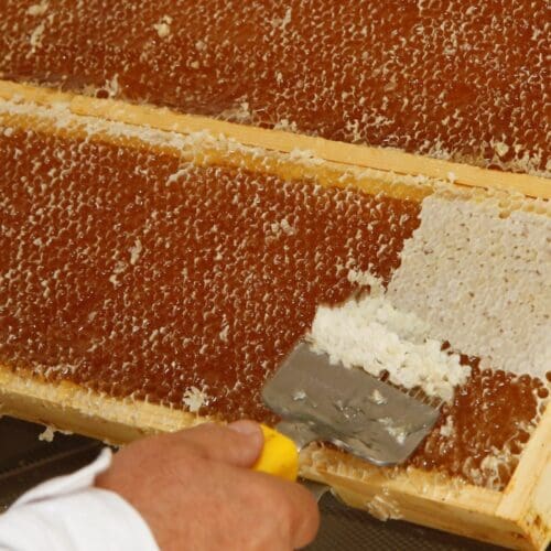 Honig - Honigwabe wird entdeckelt - Foto: Sabine Rübensaat