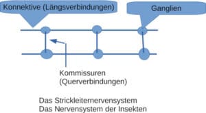 Strickleiternervensystem. Zeichnung: Deutsches Bienenjournal