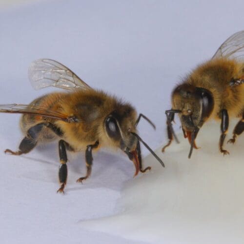 Bienen mit Zuckerteig auffüttern