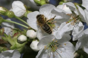 Pollenkitt - Bestäubung - Foto: Sabine Rübensaat