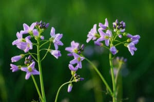 Wiesenschaumkraut (Cardamine pratensis). Foto: Hans Braxmeier auf Pixabay