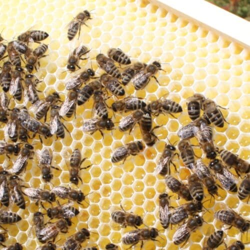 Bienenhonig - Honigbearbeitung der Bienen. Foto: Silke Beckedorf