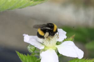 Bienenhonig - Hummel auf Blüte - Foto: Sabine Rübensaat