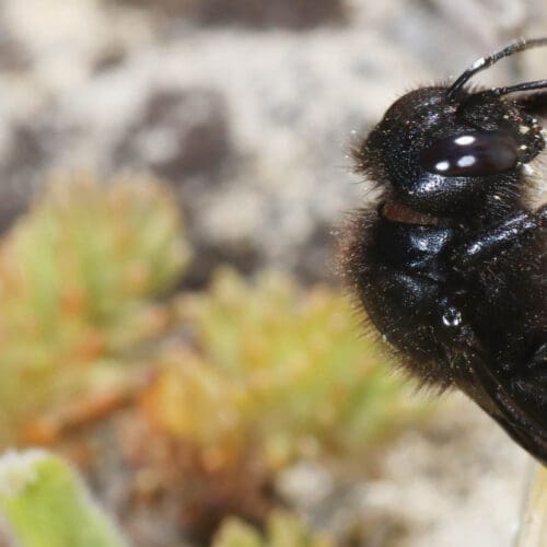 Wildbiene - kleine Holzbiene