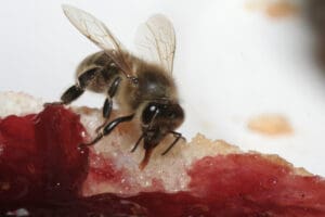 Bienenrüssel-Honigbiene an Marmeladenbrot. Foto: Sabine Rübensaat