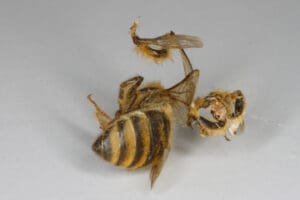 Mäusegitter - Mäuse fressen Bienen - Foto: Sabine Rübensaat