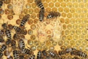 Weiselzelle-Nachschaffungszellen auf Bienenwabee. Foto: Sabine Rübensaat