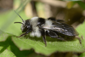 Graue Sandbiene, weiblich