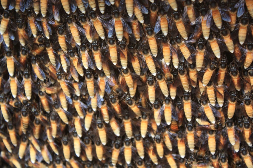 Riesenhonigbienen - Honigjäger Nepal - Foto: Silke Beckedorf