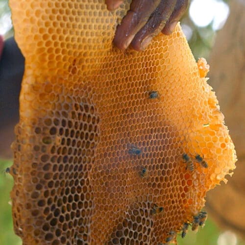 Imkerei in aller Welt - Bienenflüsterer - Kenia - Foto: Frand Angle Productions