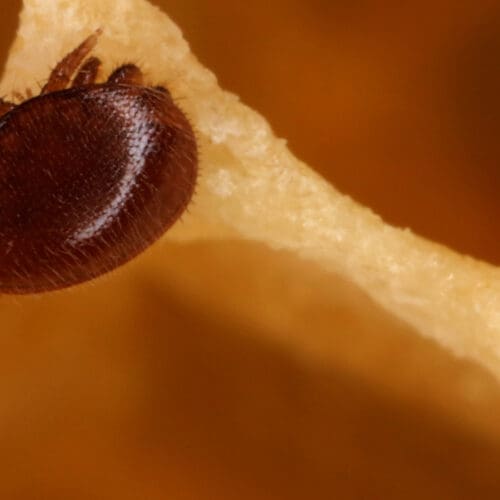Varroa-Quiz - Foto: Frank Sorge