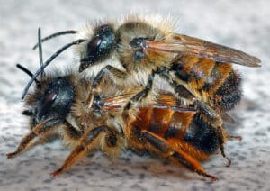 Pärchen Roter Mauerbienen (Osmia rufa) (Copyright: André Karwath)