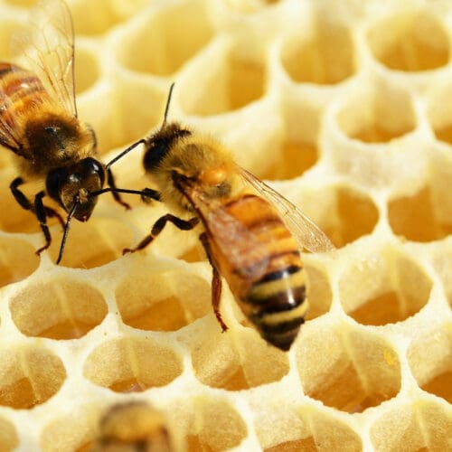 Buchtipp Entdecke die Bienen