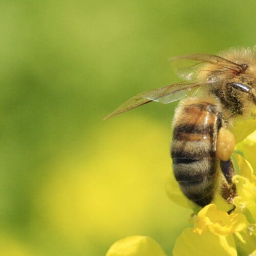 Biene auf Rapsblüte. Mehr Insektizide auf deutschen Äckern