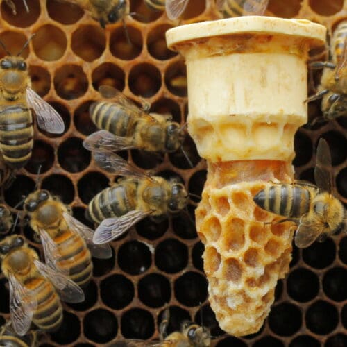 Bienen züchten