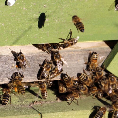 Erster Blick ins Bienenvolk, Monatshinweise März