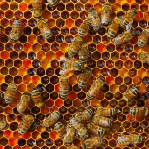Pollen im Bienenstock, Pollenersatz