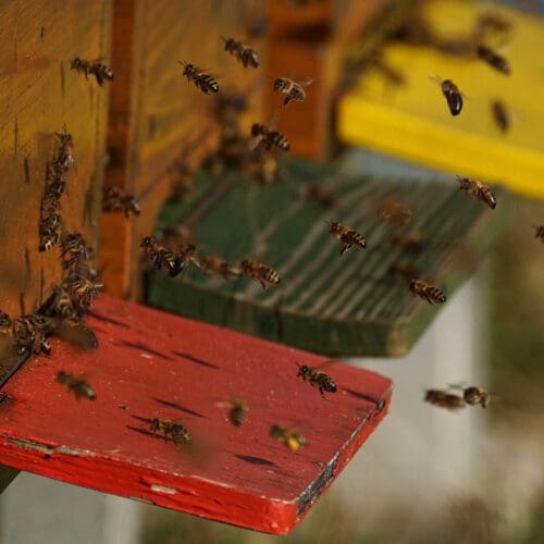 Gleich starke Bienenvölker - Monatshinweise April 2022