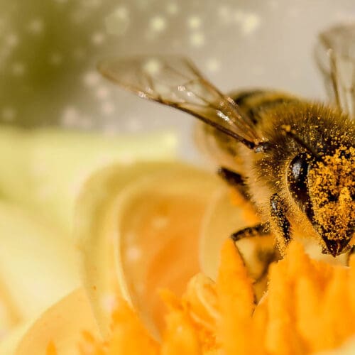 Bienen sammeln Mikroplastik