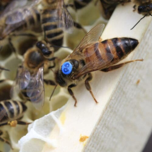 Neues Monitoring zur Untersuchung der genetischen Vielfalt der Honigbiene