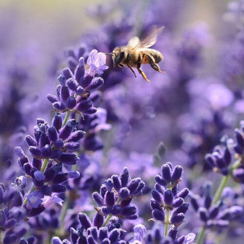 Pestizide auf Bienenweide