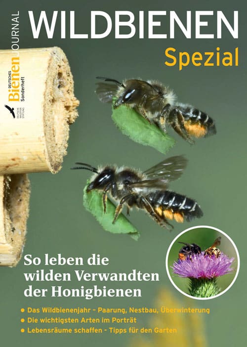 Wildbienen Spezial