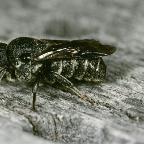 Punktierte Düsterbiene