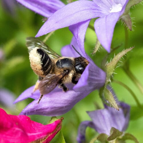 Garten-Blattschneiderbiene