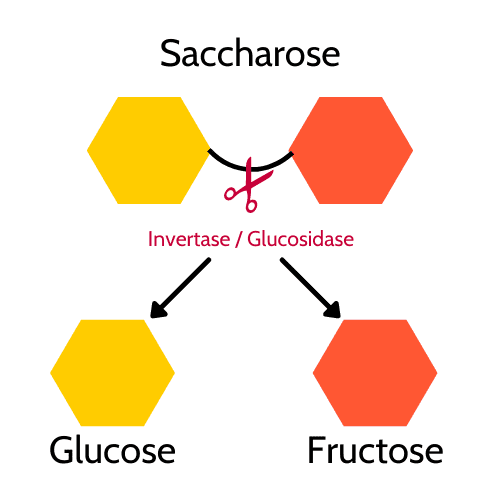 Erklärung Invertase