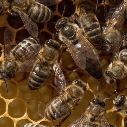Bienenkönigin mit Arbeiterinnen