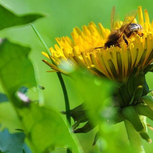 Biene auf einer Löwenzahnblüte - Vorsicht Glyphosat