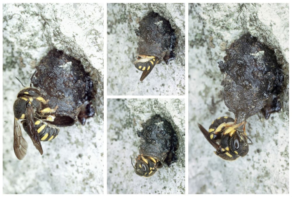 So baut die Kleine Harzbiene ihre Nester an sonnenbeschienene Steinwände