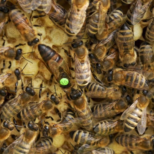Bienenkönigin auf einer Brutwabe