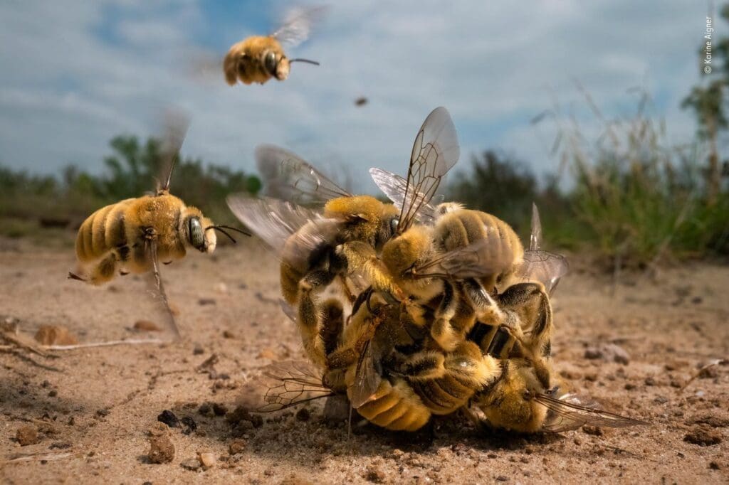Eine Gruppe aus Bienen wetteifert um das einzige Weibchen in der Runde. Klimawandel, Pestizide und immer weniger Lebensraum machen es den Bienen weltweit schwer, ihre Art zu erhalten. Karine Aigner wird mit diesem Bild Wildlife Photographer of the Year 2022