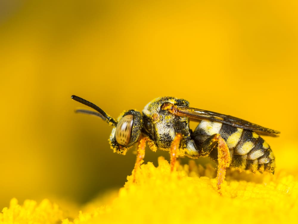 Männchen der Gewöhnlichen Filzbiene. Foto: Roland Günter