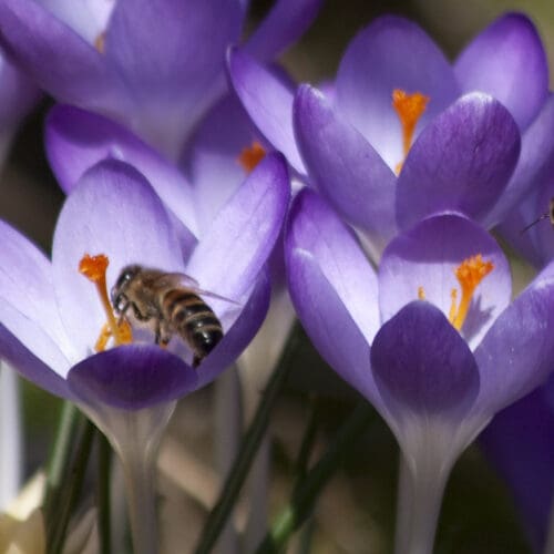 Biene sammelt Pollen am Krokus