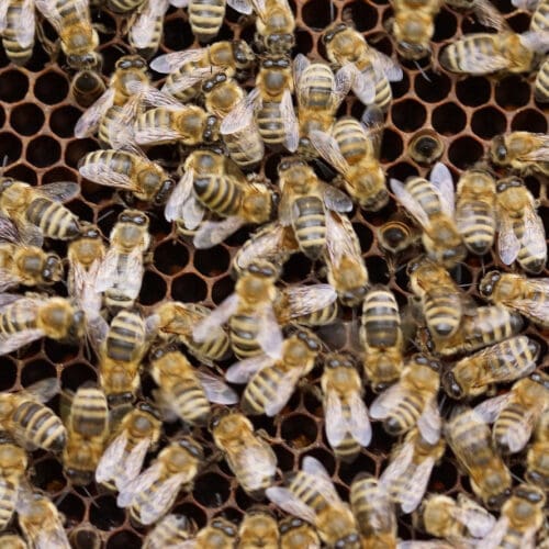 Die Bienen sind schon aktiv. Das Futter kann knapp werden.