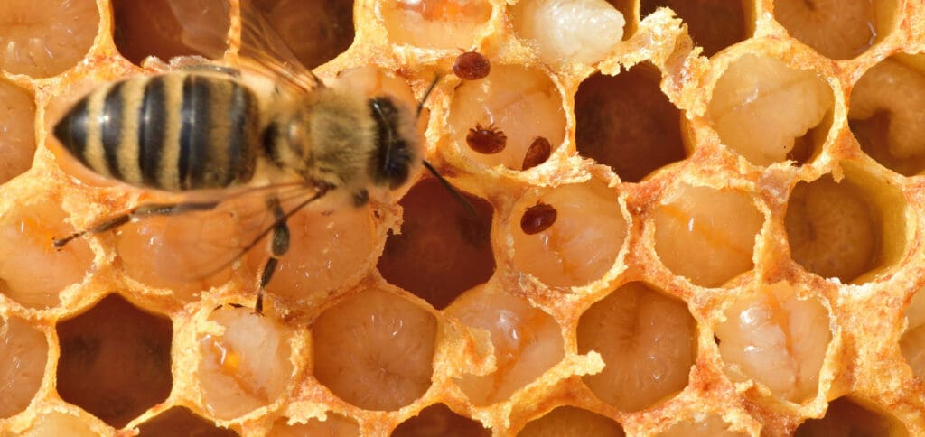 Biene mit Varroa-Milben