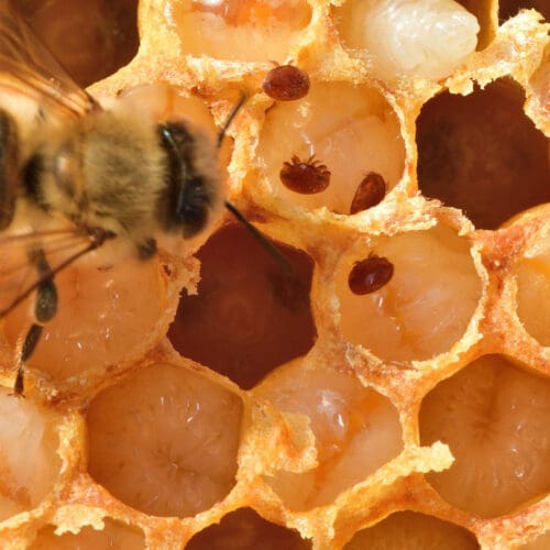 Biene mit Varroa-Milben
