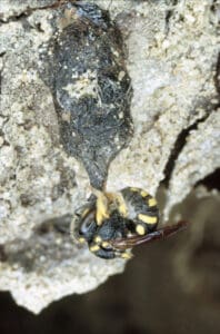 Nest der Kleinen Harzbiene mit einer Gelbfleckigen Düsterbiene
