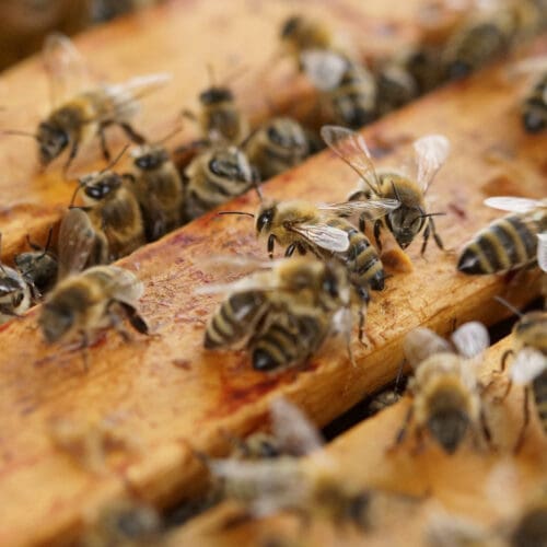 Lange Nacht der Bienenwissenschaft 2023