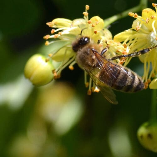 Biene sammelt Nektar an einer Lindenblüte.