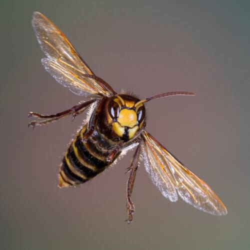 Insektensommer 2023 - eine Europäische Hornisse im Flug