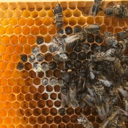 Tote Bienen - Winterverluste