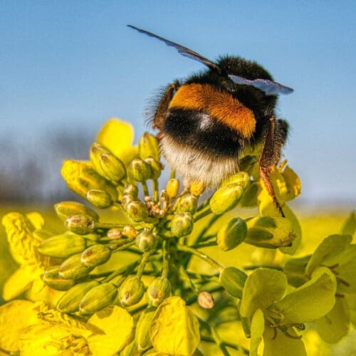 Neue Leitlinien für den Bienenschutz