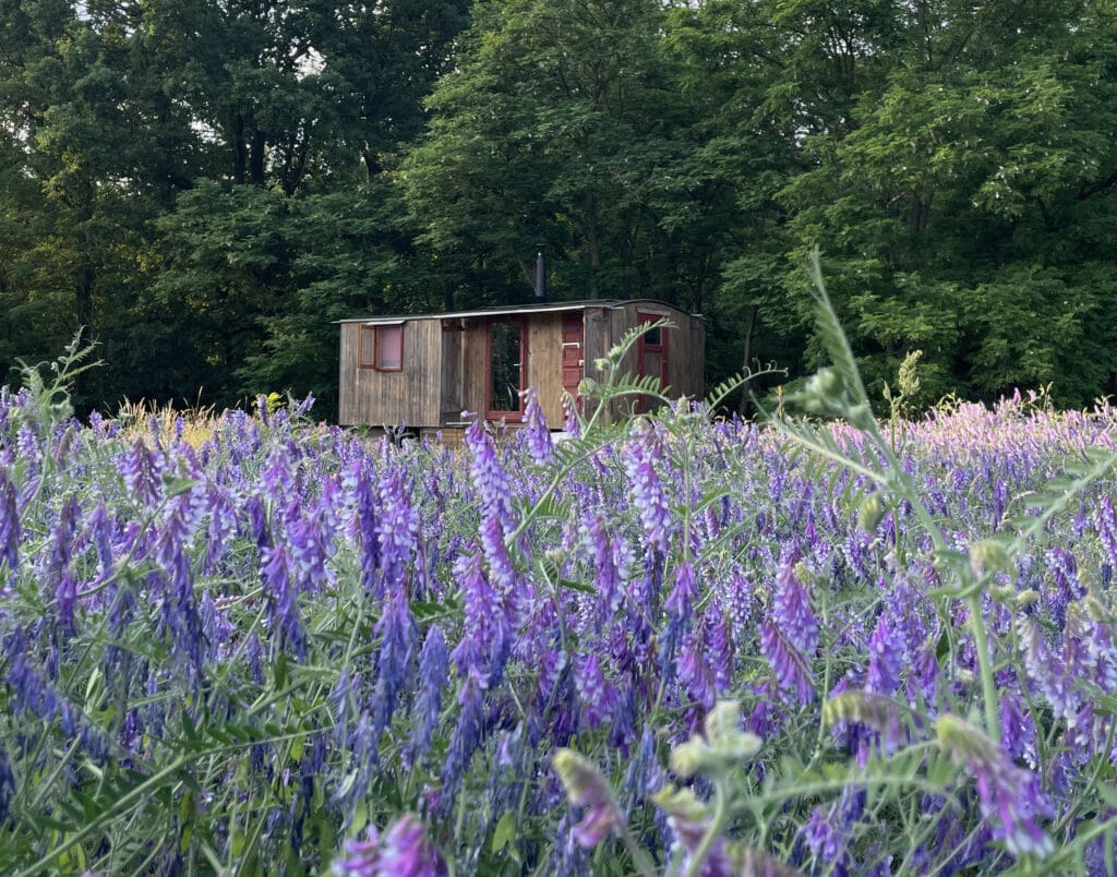 Garten für Wildbienen und Honigbienen, Foto: Silke Beckedorf