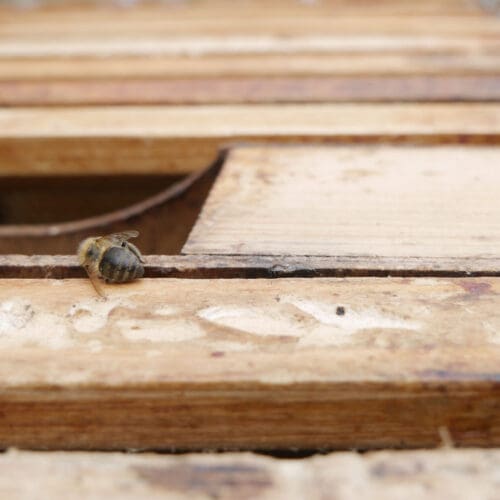 Verwahrloste Bienenstände